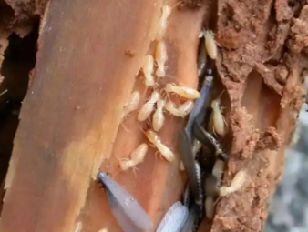 松北白蚁防治公司分享家庭常态化防虫养护，打造长效无蚁宜居环境